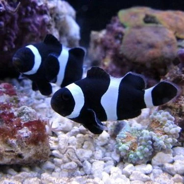 Fish - Black Ocellaris Clownfish