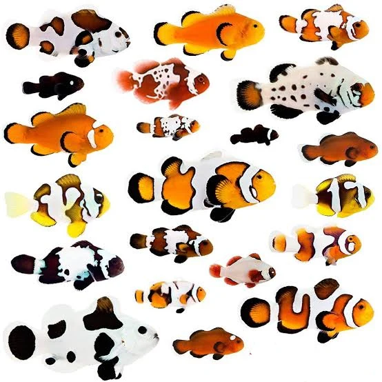 Fish - Designer Clownfish