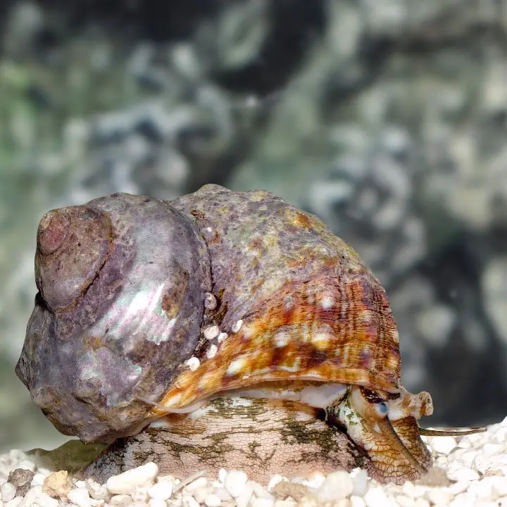 Gastropoda  - Turbo Snail