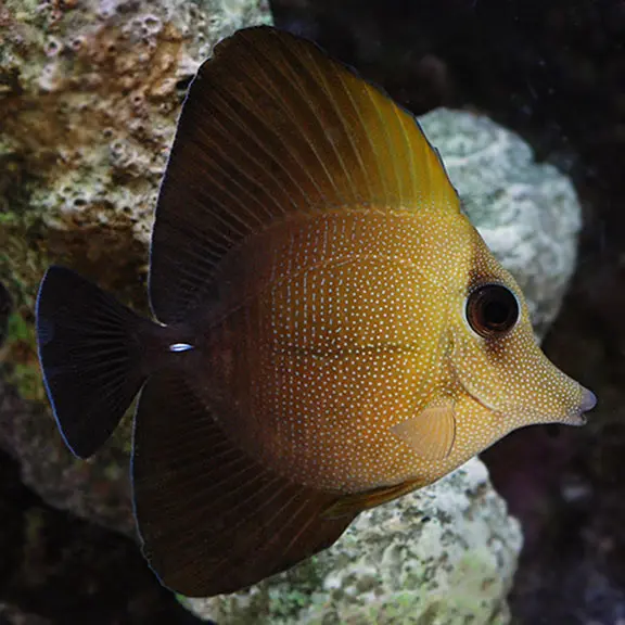 Fish - Scopas Tang