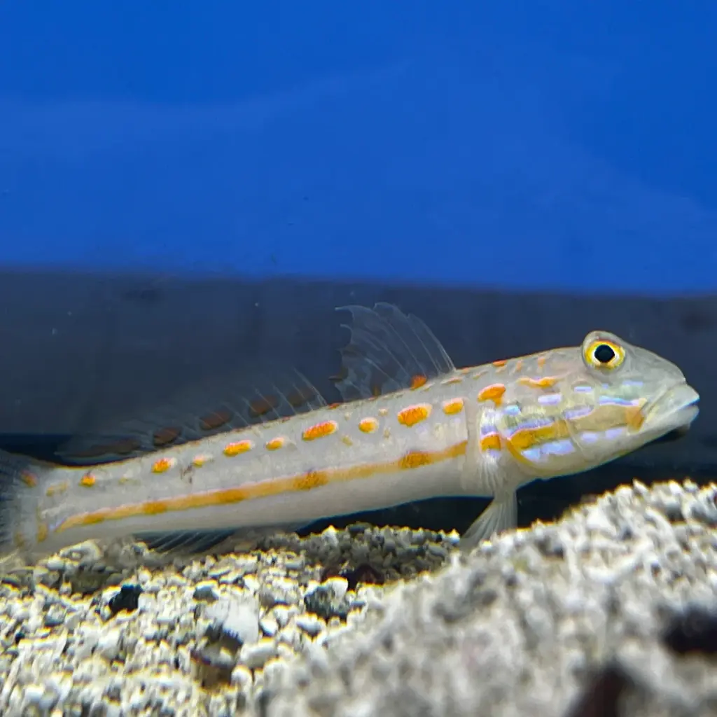 Fish - Sand Goby