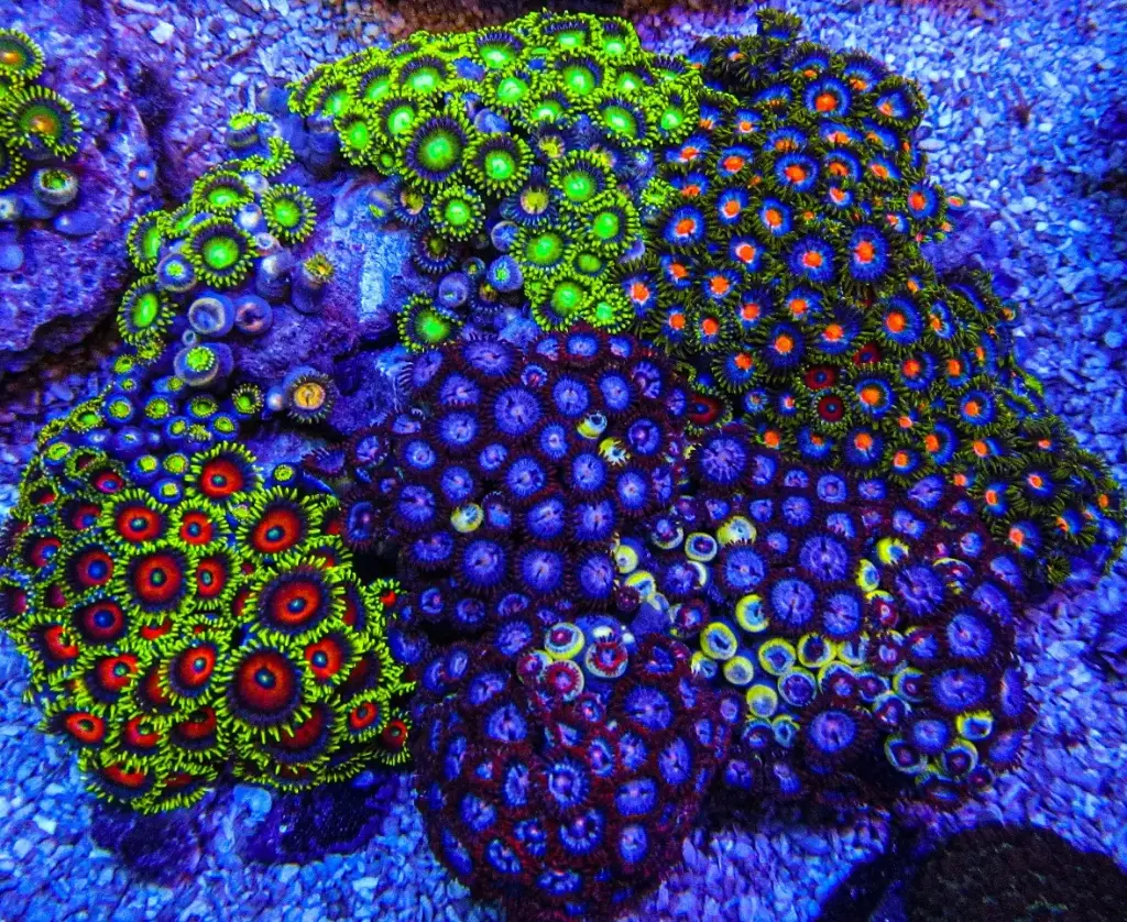 Coral - Zoa Colony