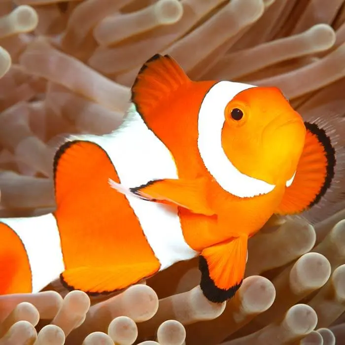 Fish - Common Clownfish 