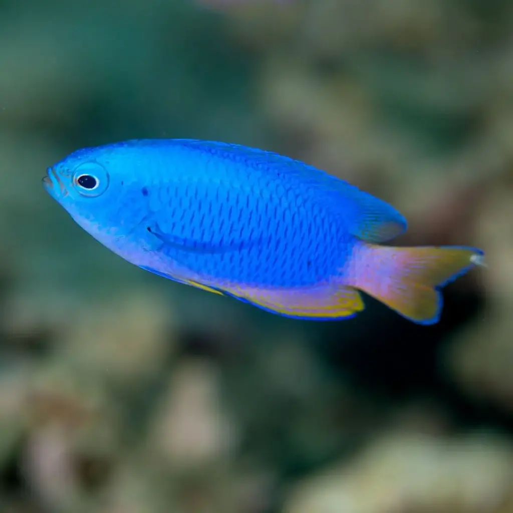 Fish - Blue Damsel Fish