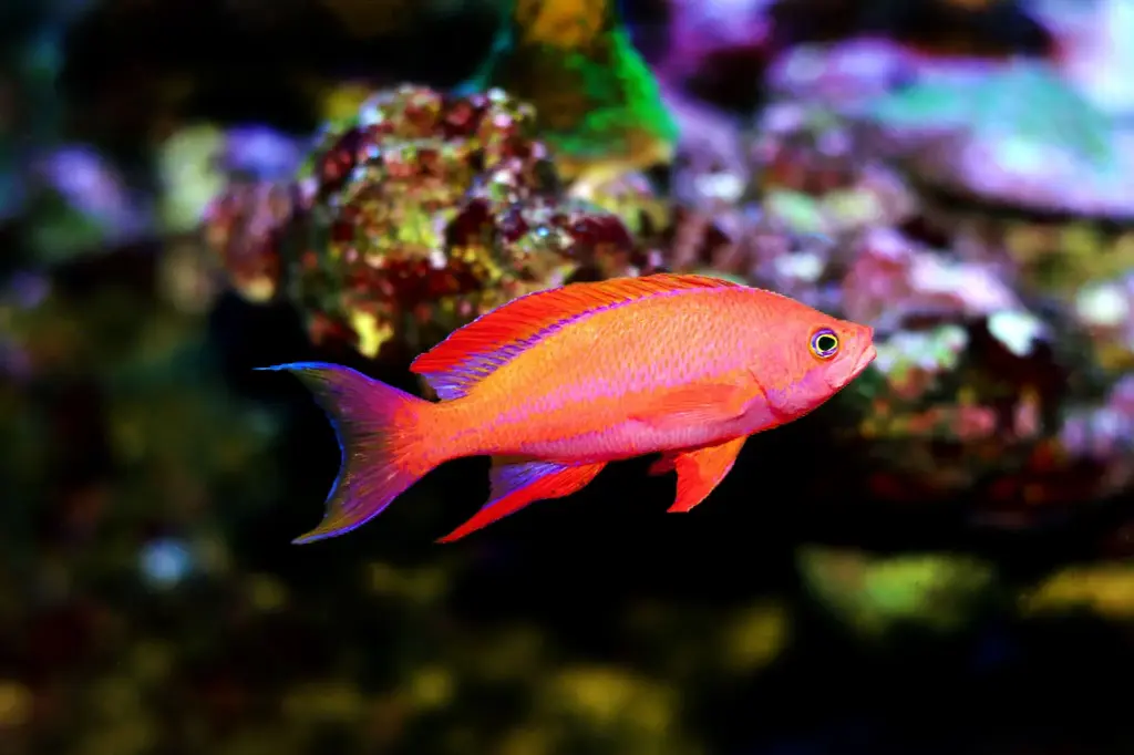 Fish - Resplendent Pulcherrimus Anthias