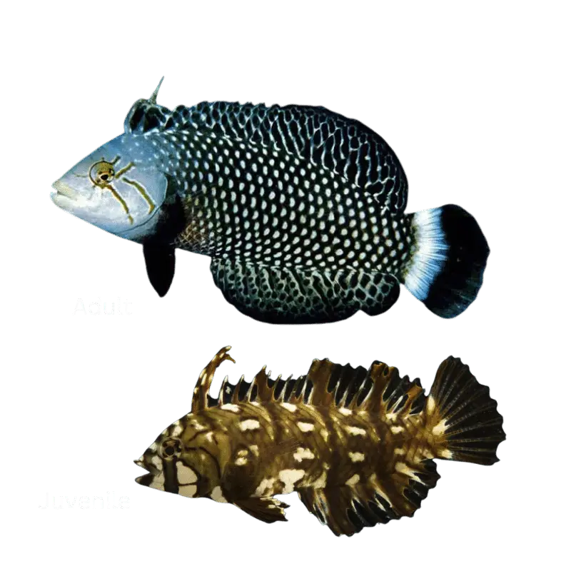 Fish - Dragon Wrasse