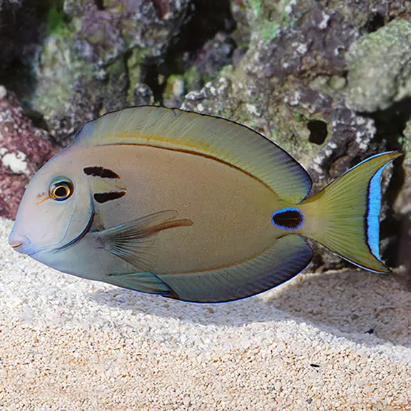 Fish - Lieutenant Tang