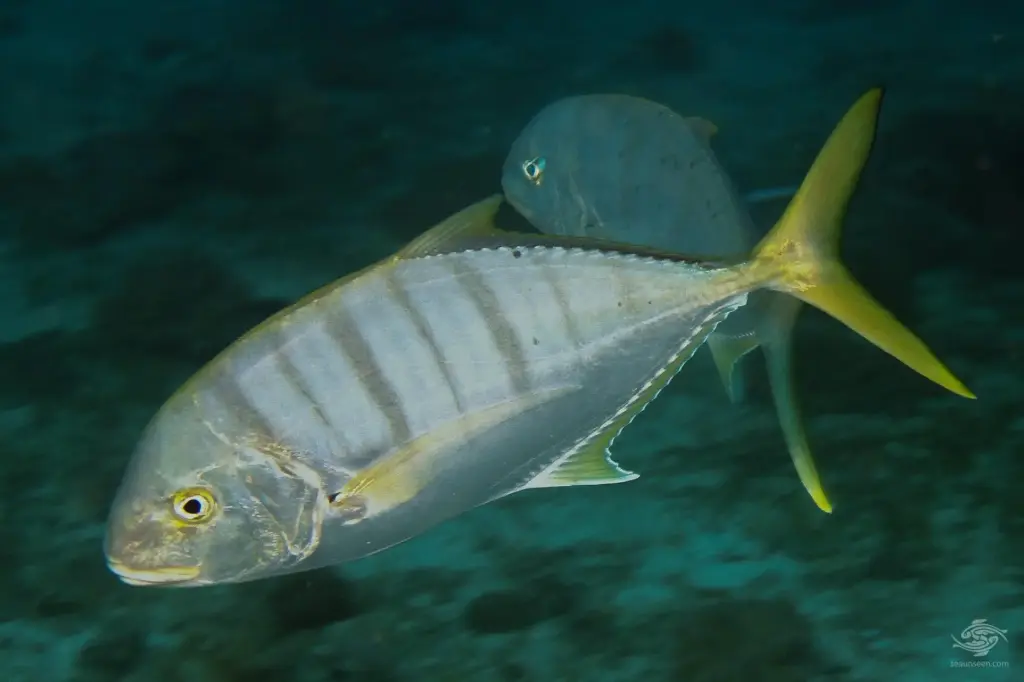 Fish - Golden Trevally