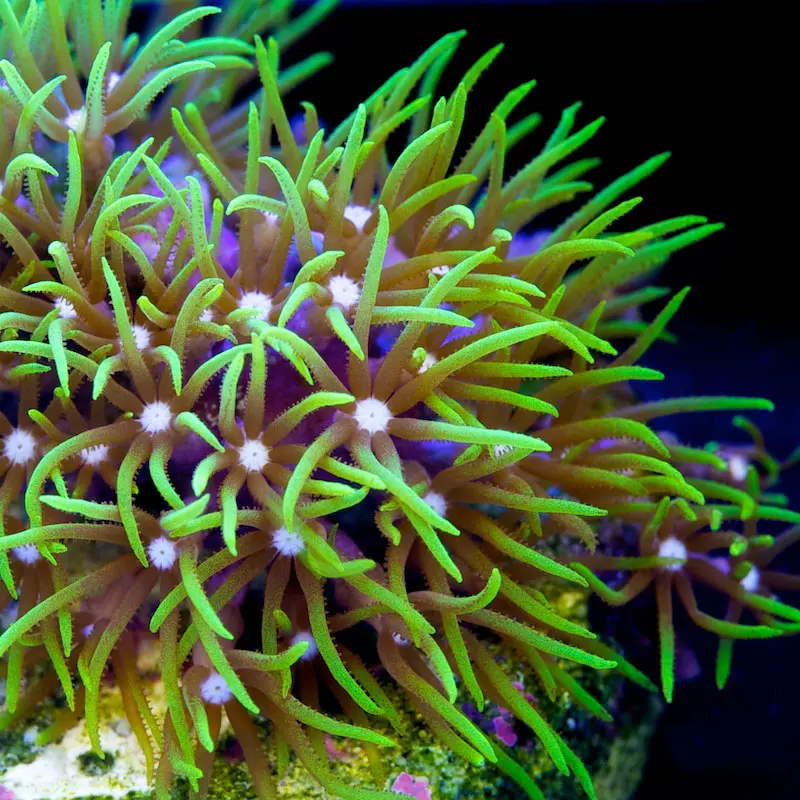 Coral - Green Star Polyps
