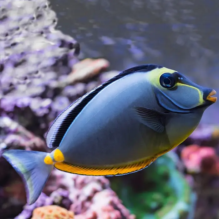 Fish - Blue Naso Tang - Adult