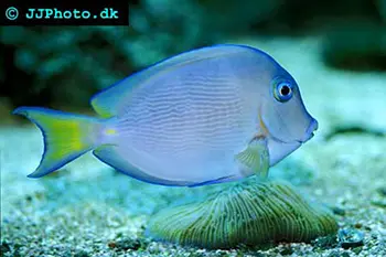 Fish - Blue Tang Surgeonfish