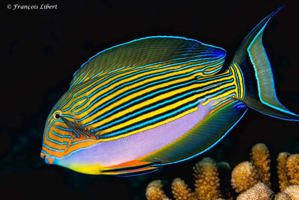 Fish - Striped Surgeonfish - Clown Tang