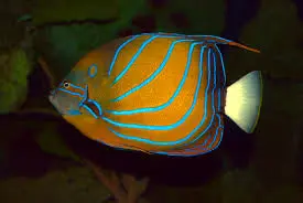 Fish - Blue Ring Angel Fish
