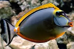Fish - Naso Tang
