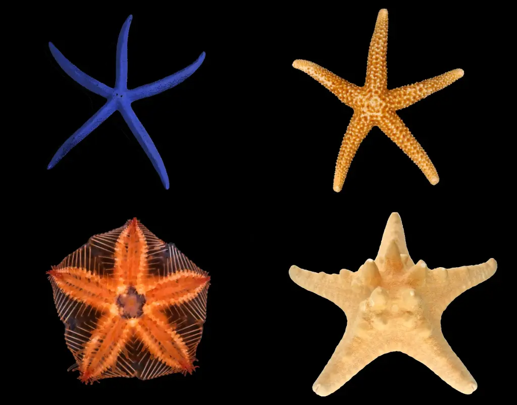 Fish - Star Fish