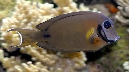 Fish - Eibli Mimic Tang