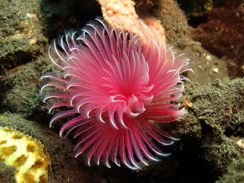 Anemone - Tube Worm