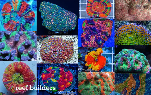 Coral - Rainbow Coral - Head