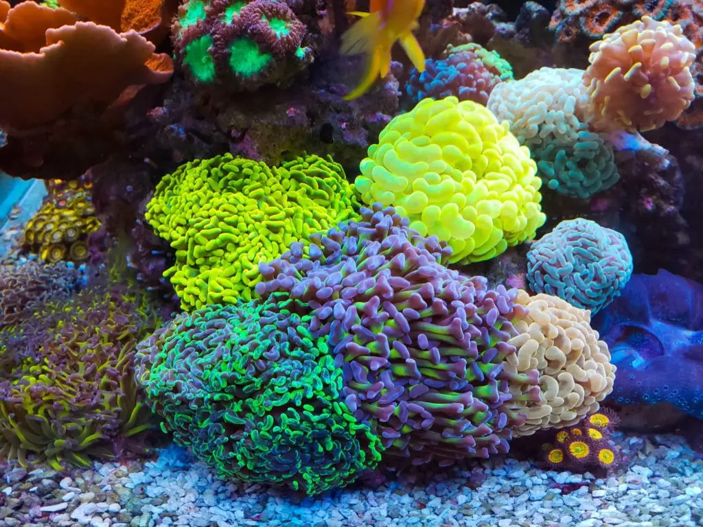 Coral - Hammer Coral