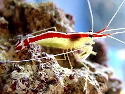 Crustacean - Shrimp