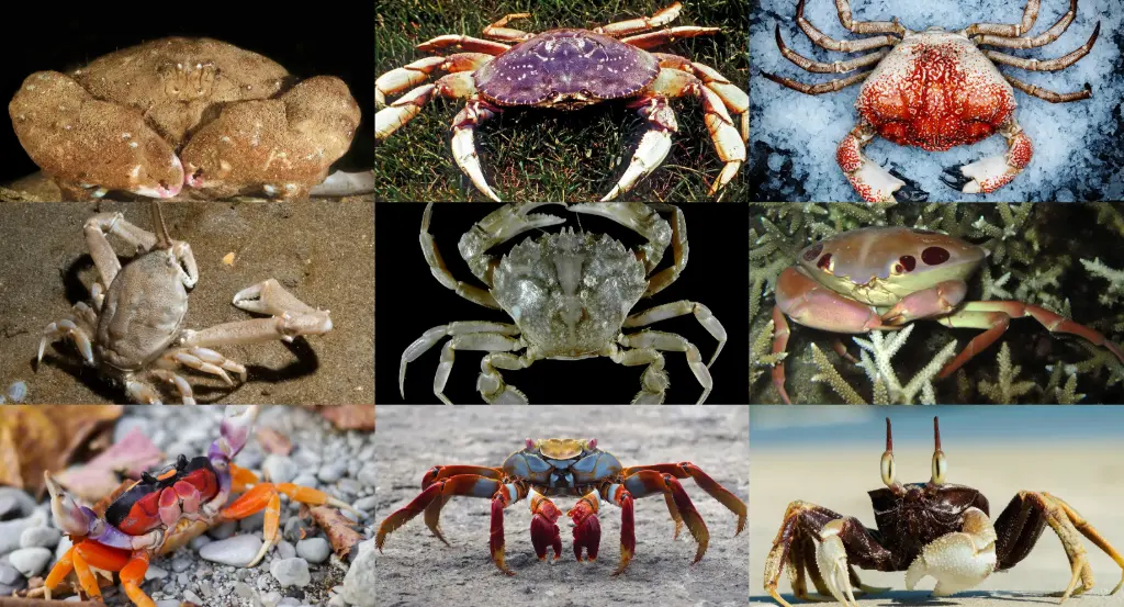 Crustacean - Crab