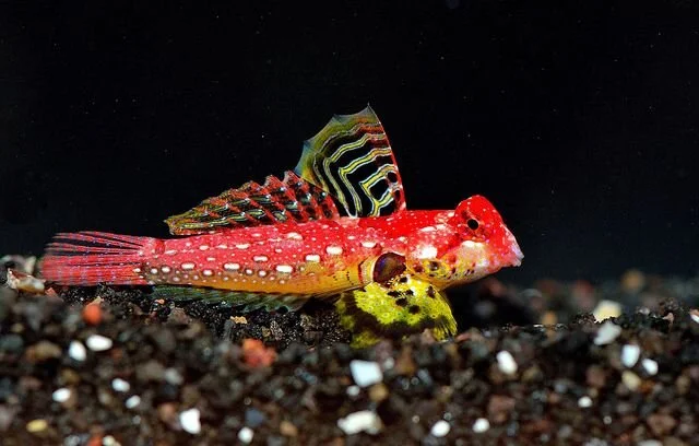 Fish - Scooter Blenny