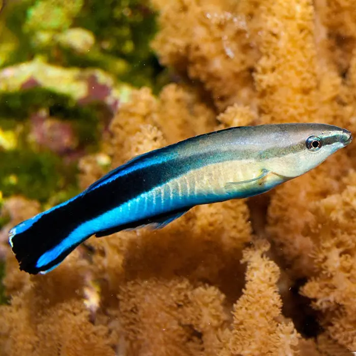 Fish - Bluestreak Cleaner Wrasse
