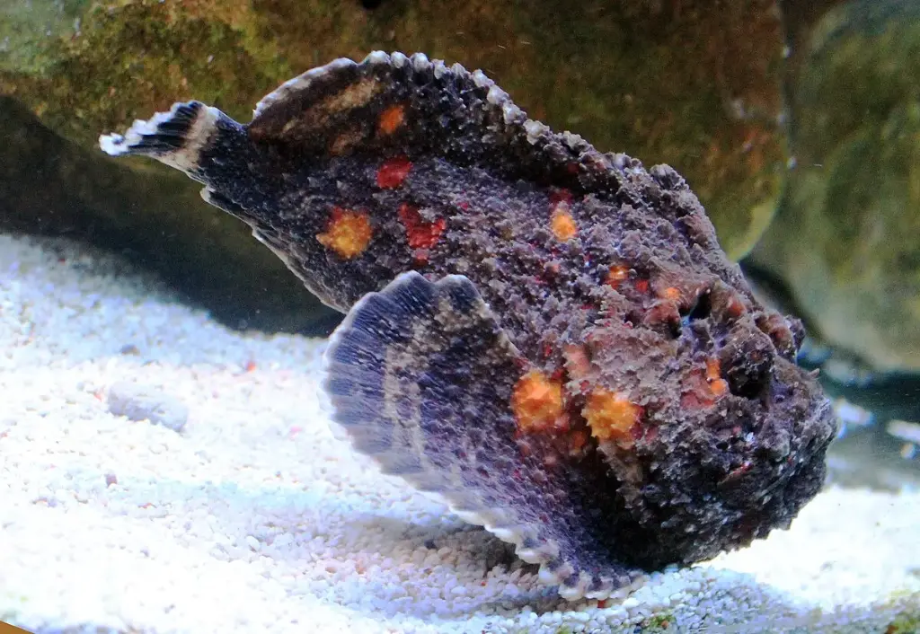 Fish - Stone Fish