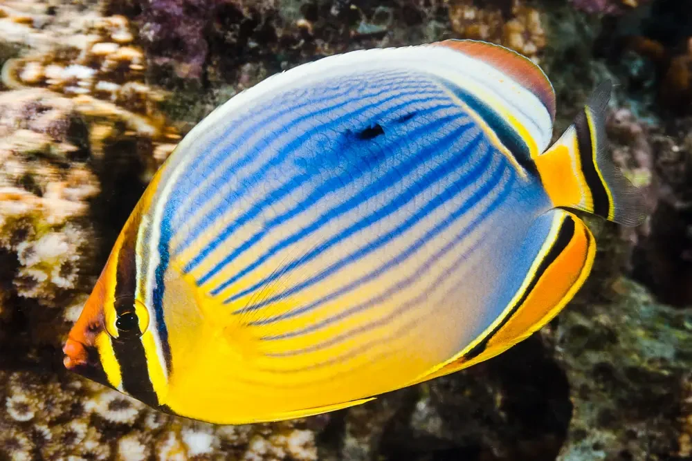 Fish - Melon Butterfly