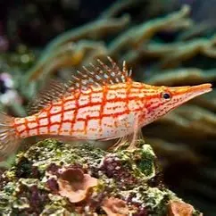 Fish - HawkFish