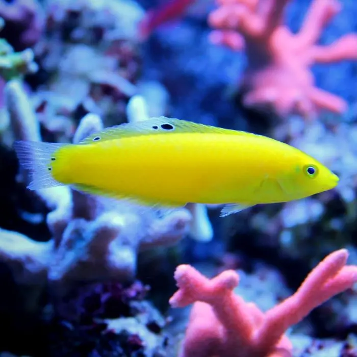 Fish - Yellow Wrasse