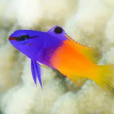 Fish - Royal gramma
