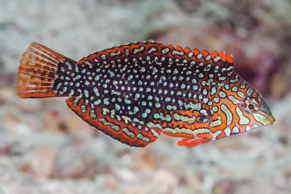 Fish - Leopard Wrasse