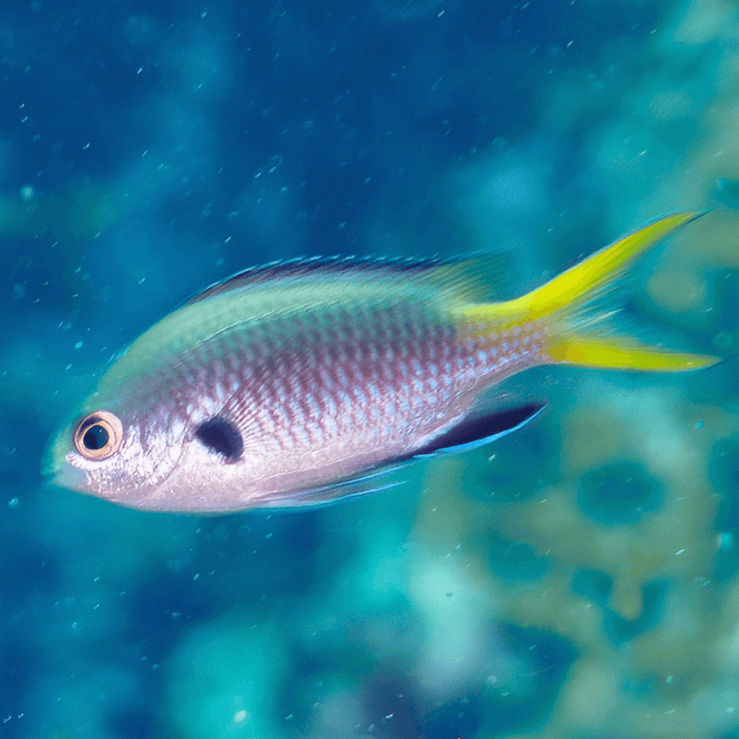 Fish - Yellow TailCromys