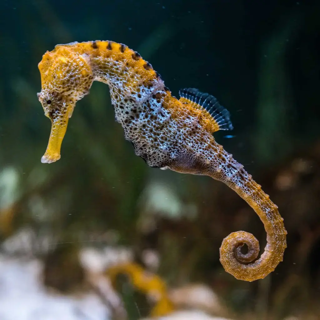 Sea Horse