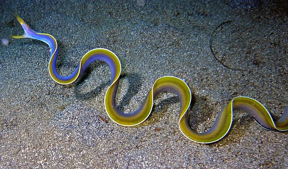 Ribbon Eel