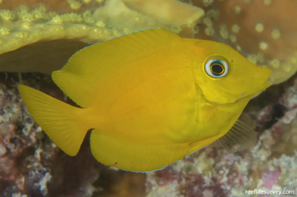 Fish - Yellow Eye Surgeon