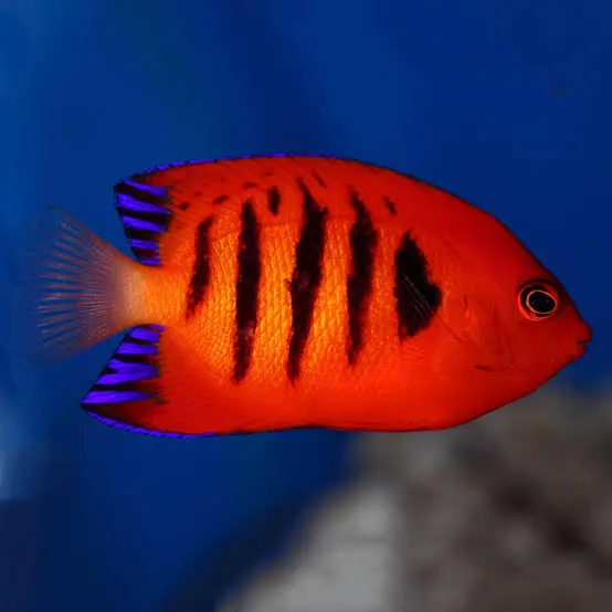 Fish - Flame Angelfish