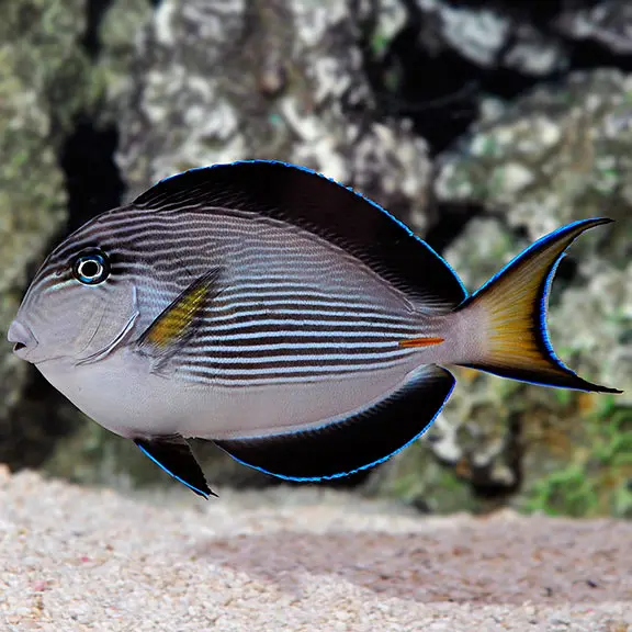 Fish - Sohal Tang