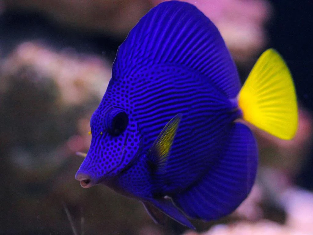 Fish - Purple Tang