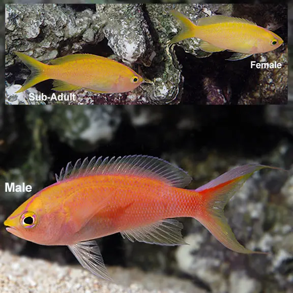 Fish - Sunset Anthias