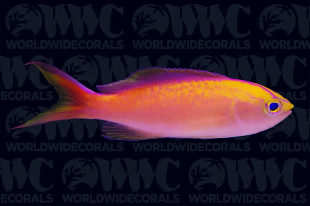 Fish - Shortsnout Anthias