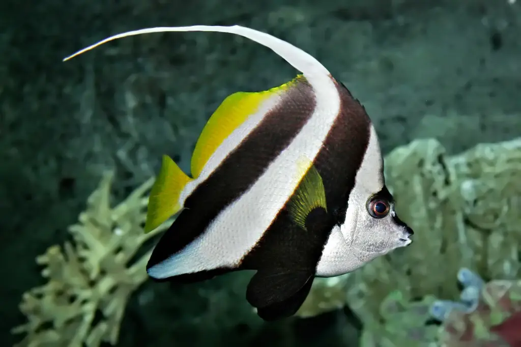 Fish - Bannerfish