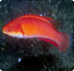 Fish - Red Wrasse