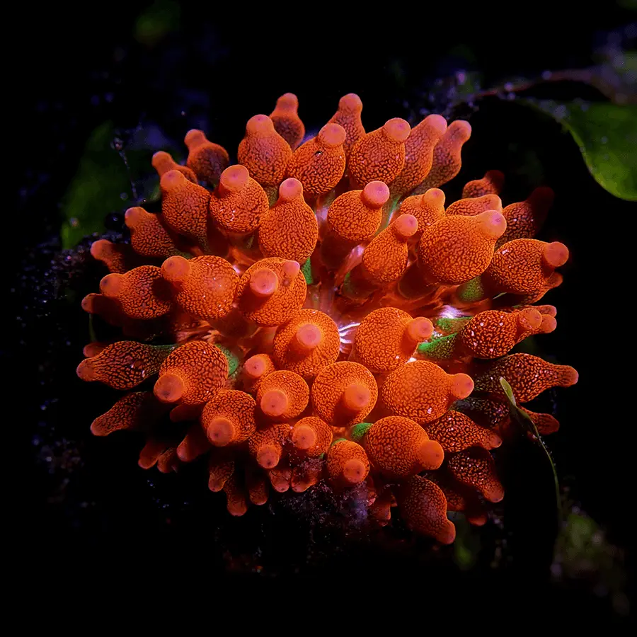 Anemone - Red Bubble Tip Anemone