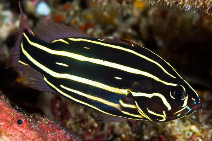 Fish - Golden-Striped Soapfish