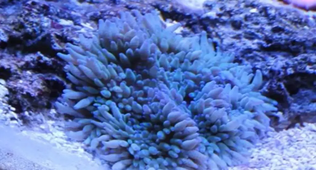 Anemone - Blue Anemone