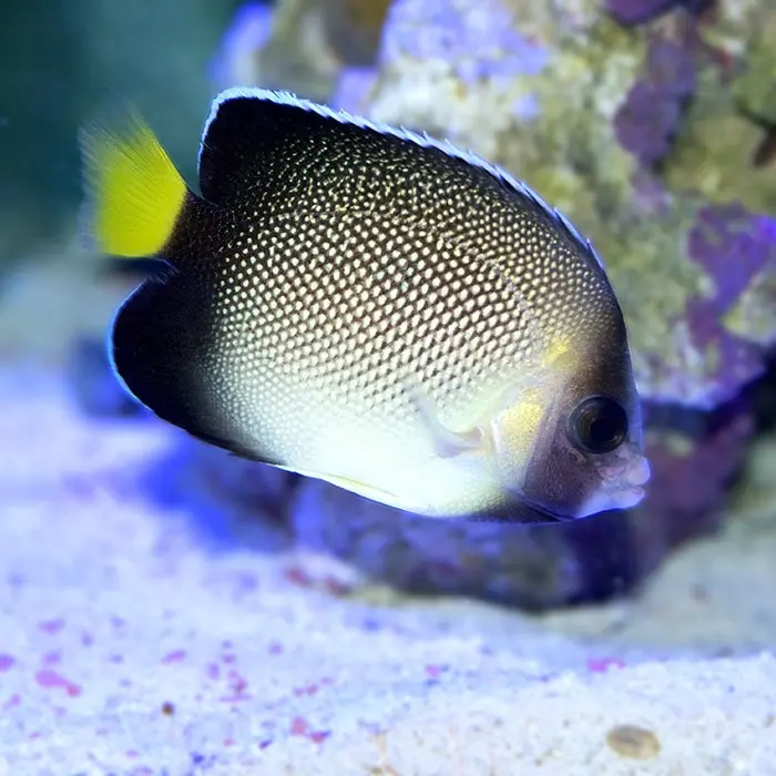 Fish - Creamy Angelfish 