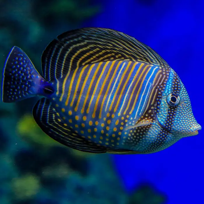 Fish - Sailfin Tang Fish