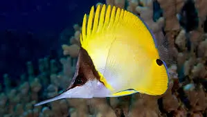 Fish - Long Nose Butterfly Fish